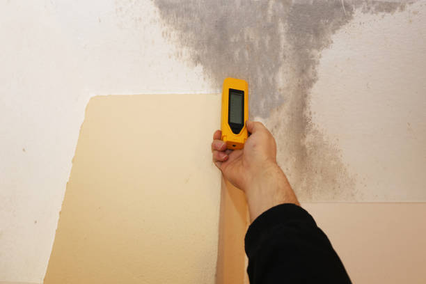 Professional Mold Inspection, Removal & Remediation in Sanger, TX