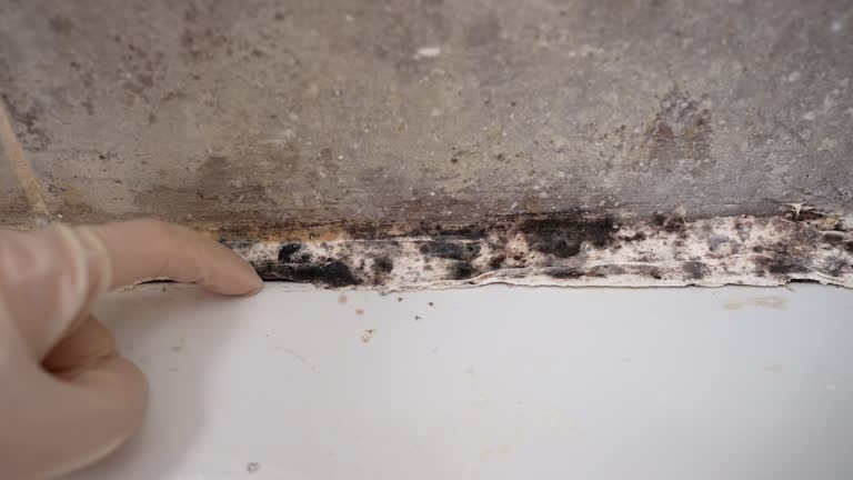 Mold Odor Removal Services in Sanger, TX